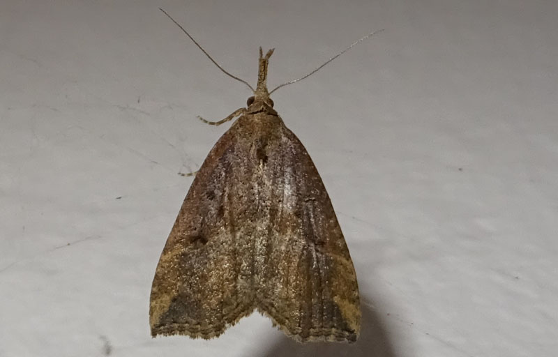 Hypena rostralis - Erebidae